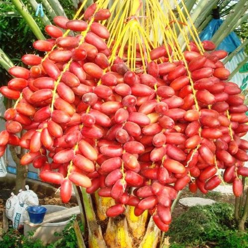10 เมล็ดอินทผาลัม สายพันธุ์ฟาด Seeds (date palm) Fard เมล็ดแท้จากต้นเพาะเนื้อเยื้อ