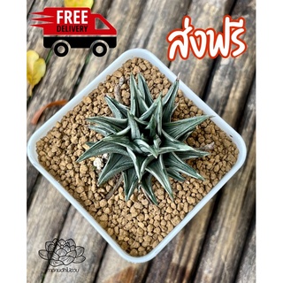 💥Free จัดส่งฟรี💥 ฮาโวเทีย Haworthia Viscosa variegata ด่างขาว ต้นจริงสวยมากๆ น่าสะสม (แคคตัส, กระบองเพชร, ไม้อวบน้ำ)