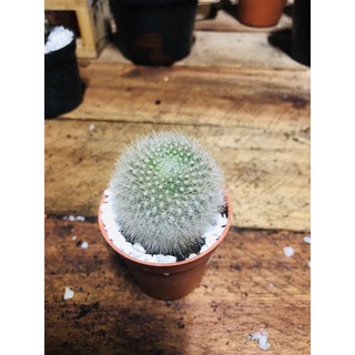 โนโตแคคตัส Notocactus