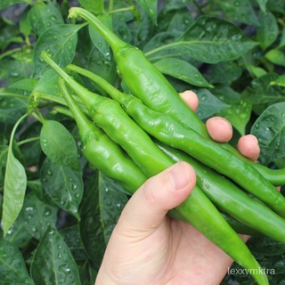 [กาแล็กซี่เมล็ด] เมล็ดพันธุ์ Siling Pan Gangfor Planting Vegetable Plants (25 Seeds) &amp; FREE Fertilizer - Green Pepper Ha