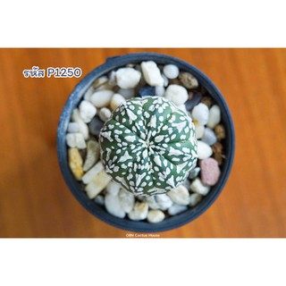 แคคตัส แอสโตรไฟตัม ซุปเปอร์วี (Astrophytum asterias super kabuto V type)