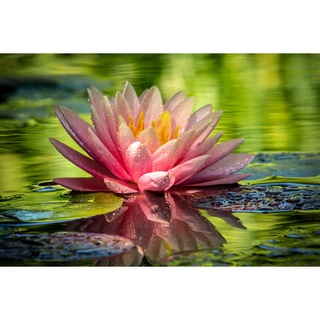 10 เมล็ด เมล็ดบัว สีส้ม นำเข้า บัวนอก สายพันธุ์เมล็ดบัว Waterlily Nymphaea Seeds