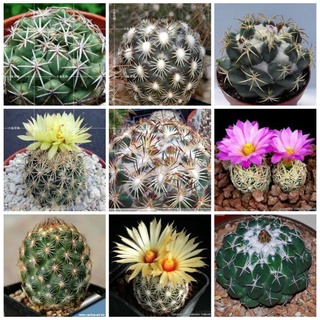 Wow Wow++ เมล็ดพันธุ์ ต้นกระบองเพชร Mixed Cactus Seeds แต่ละแพ็คมี 50 เมล็ด ดอกไม้จริง ต้นดอกไม้สวยๆ ต้นไม้ประดับ