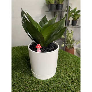 ต้นลิ้นมังกรดำ Sansevieria Black Dragon