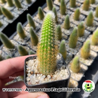 แคคตัส หางกระรอก - Aporocactus Flagelliformis (มีรากทุกต้น)