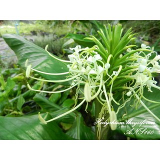 มหาหงส์เข็มปักหมอนHedychium thrysiforme