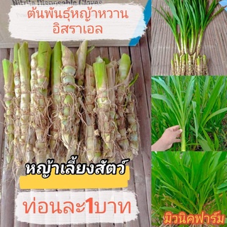 ต้นพันธุ์หญ้าหวานอิสราเอล หญ้าเลี้ยงสัตว์100ท่อน