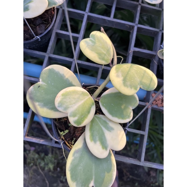 โฮย่าหัวใจ 2-3 ใบ กระถาง 3 นิ้ว – Hoya Heart