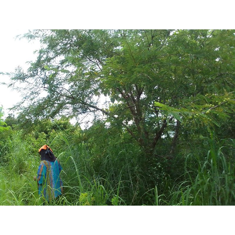 มะขามป้อมป่าอินทรีย์ปลอดสารพิษเก็บมาสดๆจากสวนเอามาดอง1ถุงมี350-400กรัม40บาท