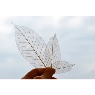 ใบยางพาราฟอกขาว 20/50 ใบ สีธรรมชาติ 2-8 นิ้ว โครงใบไม้ เส้นใยใบไม้ ใบไม้ใบบาง Skeleton Leaves