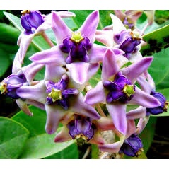 เมล็ดดอกรัก (มีสีขาวและสีม่วงผสมกัน )ซองละ 15 เมล็ด 29 บาท