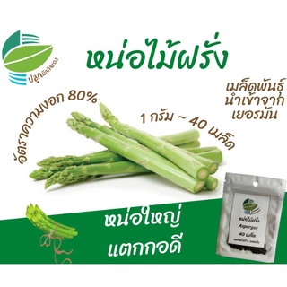 หน่อไม้ฝรั่ง 40 เมล็ด (Asparagus)