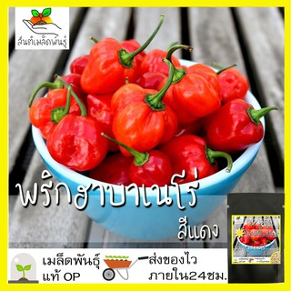 เมล็ดพันธุ์ พริก ฮาบาเนโร่ สีแดง 30 เมล็ด Red Habanero Pepper seed เมล็ดพันธุ์แท้ นำเข้าจากต่างประเทศ ปลูกผัก สวนครัว