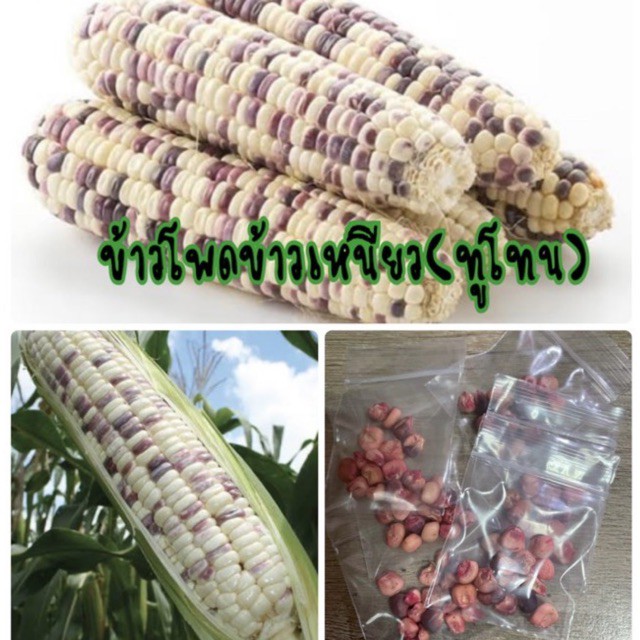 เมล็ดพันธุ์ ข้าวโพดข้าวเหนียวทูโทน 2 สี (ข้าวโพดข้าวเหนียวสองสี) (ซื้อ 10 แถม 1 คละอย่างได้)