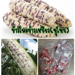 เมล็ดพันธุ์ ข้าวโพดข้าวเหนียวทูโทน 2 สี ข้าวโพดข้าวเหนียวสองสี ข้าวโพดข้าวเหนียว (ซื้อ 10 แถม 1 คละอย่างได้)