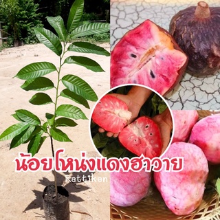 น้อยโหน่งแดงฮาวาย🌱(3ต้น120บาท).ผลรสหวานมันอร่อย(รับประกันสินค้าชำรุดเสียหาย)