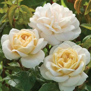 เมล็ดพันธุ์กุหลาบ สีแชมเปญ Champagne Rose Seeds ดอกใหญ่ นำเข้าจากต่างประเทศ 30 เมล็ด