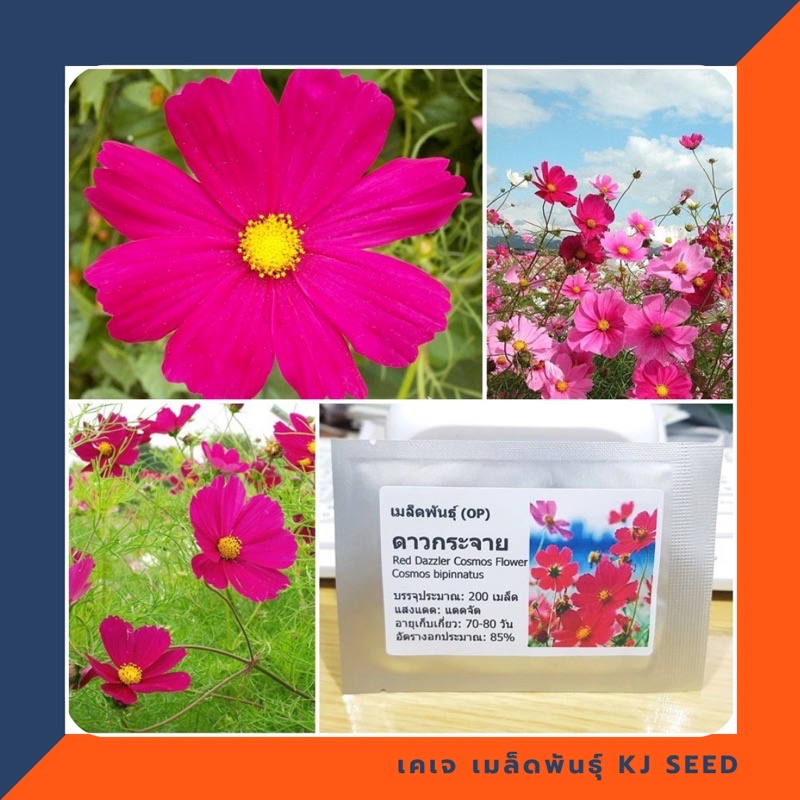 ดาวกระจายแดง - Red Cosmos Flower บรรจุ 200 เมล็ด คุณภาพดี ของแท้ 100%