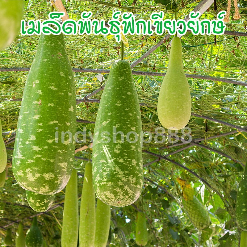 เมล็ดพันธุ์ ฟักเขียวยักษ์ ฟักใหญ่ บรรจุ 9-20 เมล็ด 1 ลูก กินได้ทั้งหมู่บ้าน [ซื้อ 10 แถม 1 คละได้]