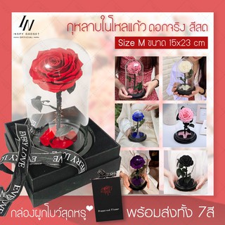 🌹ของขวัญวาเลนไทน์🌹 กุหลาบในโหลแก้ว กุหลาบ Size M สูง 23 cm ✅มี 7 สีให้เลือก✅ Preserved Rose ของขวัญครบรอบ ของขวัญให้แฟน