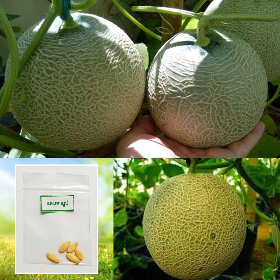 เมล็ดแคนตาลูป 5 เมล็ด 🌱 ซื้อ 10 แถม 2 คละได้ 💥 เลือกของแถมได้ คิดถึงเมล็ดผัก คิดถึง skinsun