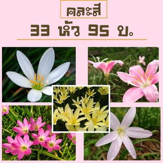 บัวดินราคาถูกคละสี 33หัว 5ชนิด