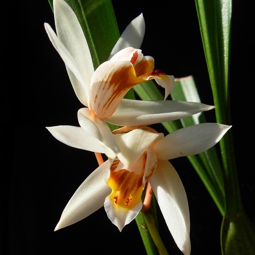 Coelogyne viscosa Rchb.f.  กล้วยไม้ เอื้องเทียนใบแคบ เอื้องสามดอก