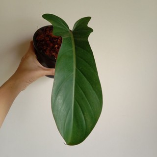 philodendron florida bronze ฟิโลเดนดรอน