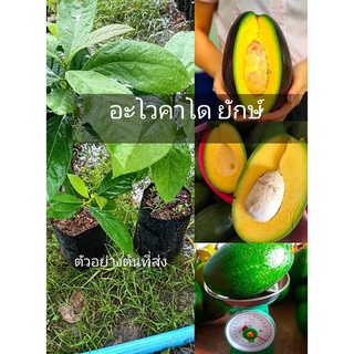 (1ต้น) อะโวคาโด้ พันธ์ลูกยักษ์ 🏡แฮปปี้