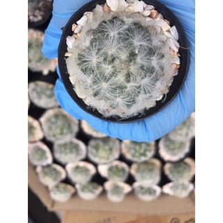 แมมขนนกขาว Mammillaria plumosa#Cactus# กระบองเพชร#พืชทนแล้ง#ไม้ประดับ#ตกแต่งบ้าน#ตกแต่งคอนโด# จัดสวนถาเ