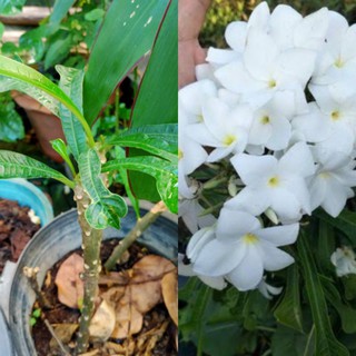 ลีลาวดีลูกศร(Plumeria pudica jacq)..ลีลาดีลูกศรไม้ดอกหอมบางช่วงเวลาไม้ดอกช่อสีขาว