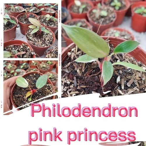 1 กระถาง ต้นพิงค์ปริ้นเซส Philodendron pink princess พิ้งปริ้นเซส เจ้าหญิงสีชมพู คละต้นจัดส่งพร้อมกระถาง