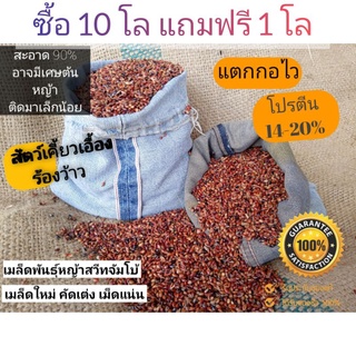 เมล็ดหญ้าจัมโบ้ ปลีก/ส่ง  1 กิโลกรัม (โปรลอยกระทงซื้อ 10แถม1โล)