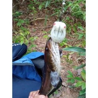tokushima เหยื่อตกปลา sawa d Soft frog Soft Plastic Lure เหยื่อปลอมตกปลา เหยื่อปลา ตกปลาช่อน ปลอม เหยือตกปลา Top Water Lure ตกปลานิล ตะขอ exp Soft frog ตกปลา รอกตีปลอม 4.5cm/7g 5cm/9g อุปกรณ์ปลา