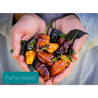 เมล็ดพันธุ์พริกพูม่า Puma Pepper  เมล็ดพันธุ์แท้ ราคาถูก นำเข้าจากต่างประเทศ