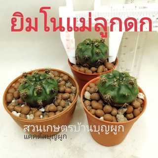 🌵ต้น ยิมโน 🌵 แม่ลูกดก แดมซิอาย Gymnocalycium anisitsii damsii (ม่วง) (ส่งแบบถอดราก) แคคตัส​ Cactus​