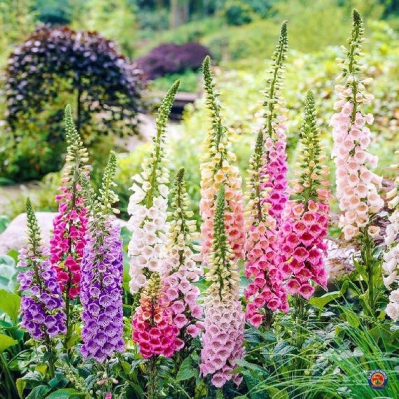 เมล็ดพันธุ์ ดอกถุงมือจิ้งจอก คละสี (Mixed Foxglove Flower) บรรจุ 100  เมล็ด ก้านช่อดอกยาว ตัดเสียบแจกัน ทำช่อดอกไม้ได้