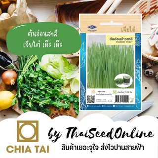 CTOP เมล็ดพันธุ์ ต้นอ่อนข้าวสาลี 300 เมล็ด ตราเจียไต๋ Wheat Grass Sprout Seeds