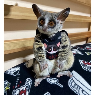 bushbaby jacket ชุดสำหรับบุชเบบี้ ลิงขนาดเล็ก