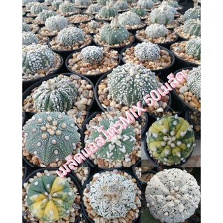 🌵💥เมล็ดแอสโตร MIX 💥🌵  50 เมล็ด  Astrophytum asterias  mix seed  เมล็ดกระบองเพชร เมล็ดแคคตัส (แคคตัส กระบองเพชร)