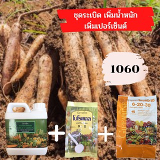 มันหัวใหญ่ ได้น้ำหนัก เปอร์เซ็นต์ดี ใช้ฉีดช่วง 3-5 เดือน ปุ๋ยมันสำปะหลัง สูตรระเบิดหัว