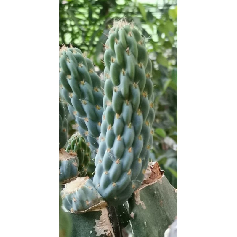 Miquel​opuntia​ miquelii​