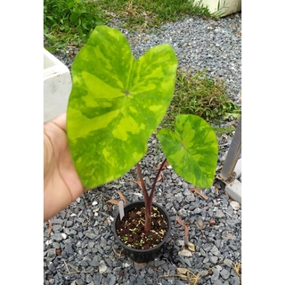 ไซต์M บอนเลม่อนไลม์ ใบด่าง Colocasia lemon lime gecko สูง30-35cm. 2-3ใบ รากเยอะ