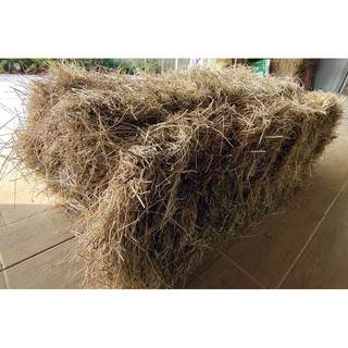 หญ้าแพงโกล่าฟ่อน 10-13กิโลกรัม (Pangola grass 10-13 KG)