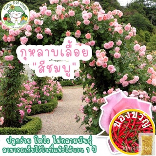 เมล็ดอวบอ้วน100%เมล็ดพันธุ์ กุหลาบเลื้อย สีชมพู Pink Rose 30 เมล็ด เมล็ดพันธุ์แท้ นำเข้าจากต่างประเทศ ปลูกง่าย ไม่กลายพั