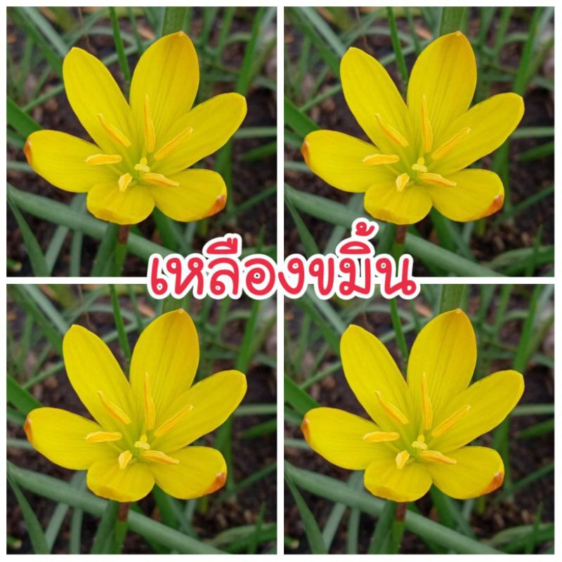 บัวดินเหลืองขมิ้น ชุด 10 หัว