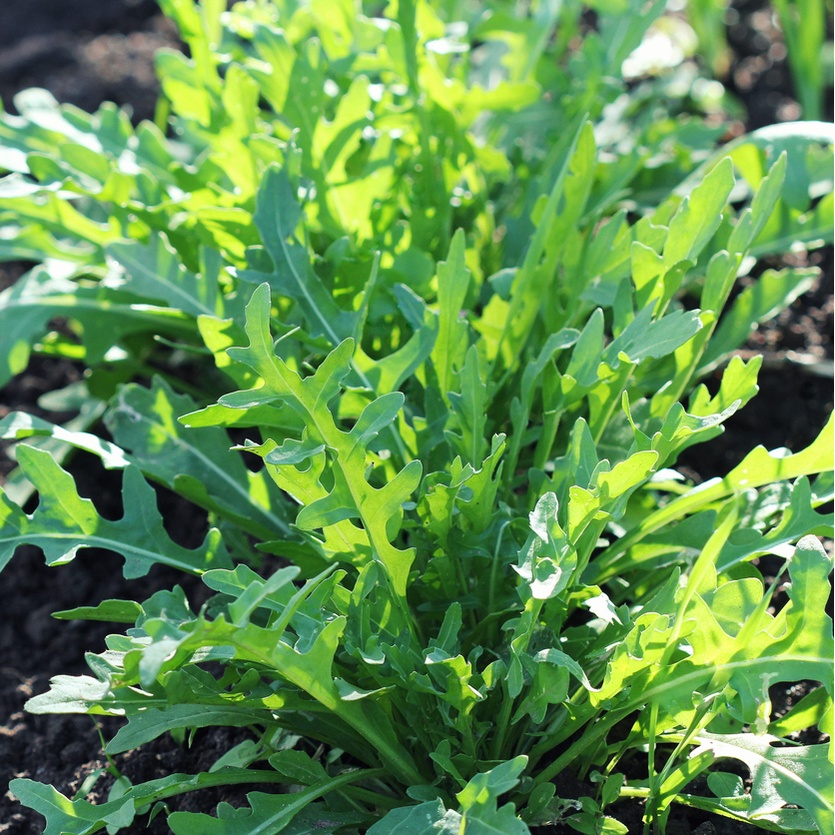 เมล็ด WILD ARUGULA (Wild Roquette) ไวลด์ ร็อกเก็ต ราคา ถูกที่สุด ดีลบีเคเค แกลเลอรีภาพที่ 6