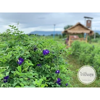 ดอกอัญชันอบแห้ง ปลอดสารเคมี เกรด A ขนาด 40 กรัม และ 100 กรัม Dried Blue Butterfly Pea,| Organic, Natural, Healthy Drink