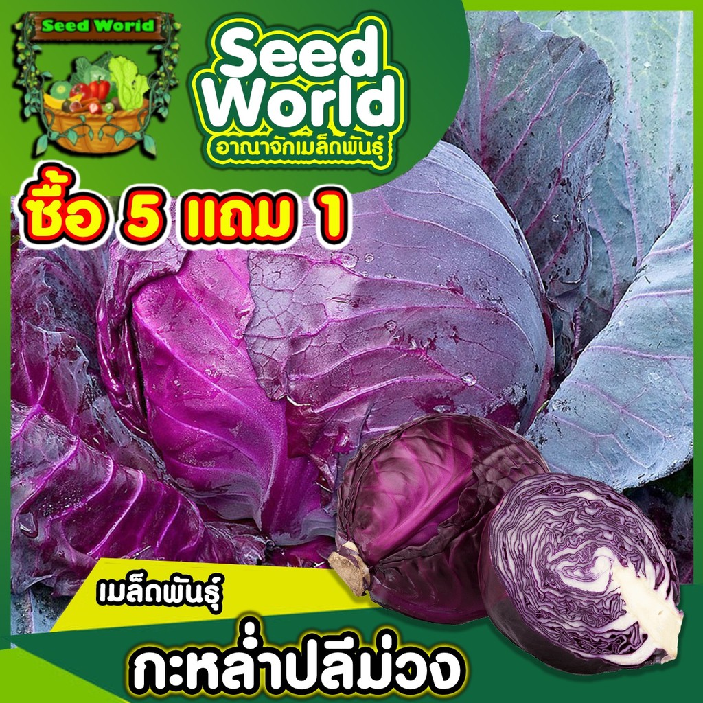 เมล็ดพันธุ์กะหล่ำปลีม่วง ปริมาณ 300เมล็ด เมล็ดพันธุ์แท้ ห่อหัวแน่น รสชาติหวานกรอบ สามารถทำพันธุ์ต่อได้