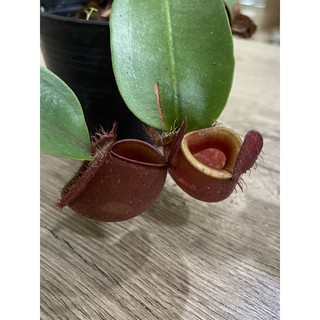 ไม้กินแมลงหม้อข้าวหม้อแกงลิงแอมพูราเรียสีแดง (Nepenthes ampullaria)